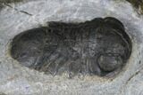 Nileus Armadillo Trilobite - Slemestadt, Norway #181844-5
